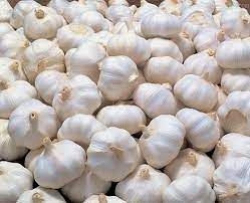 GARLIC